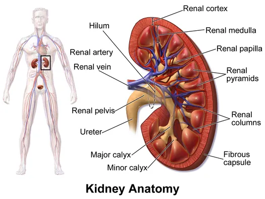 importance of kidney
