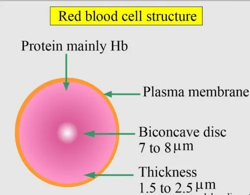 RBC Structure