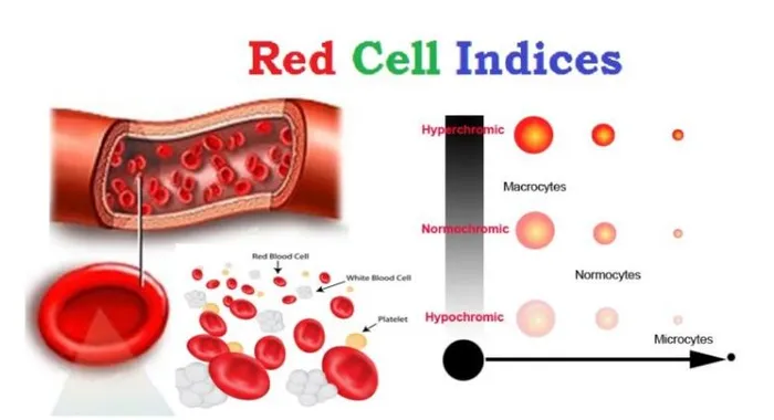 Red Cell Indices