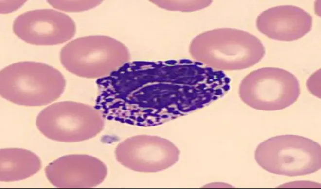 basophil-levels